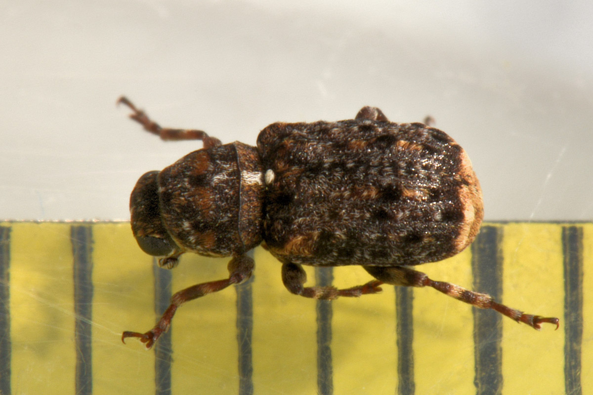 Anthribidae: Dissoleucas niveirostris